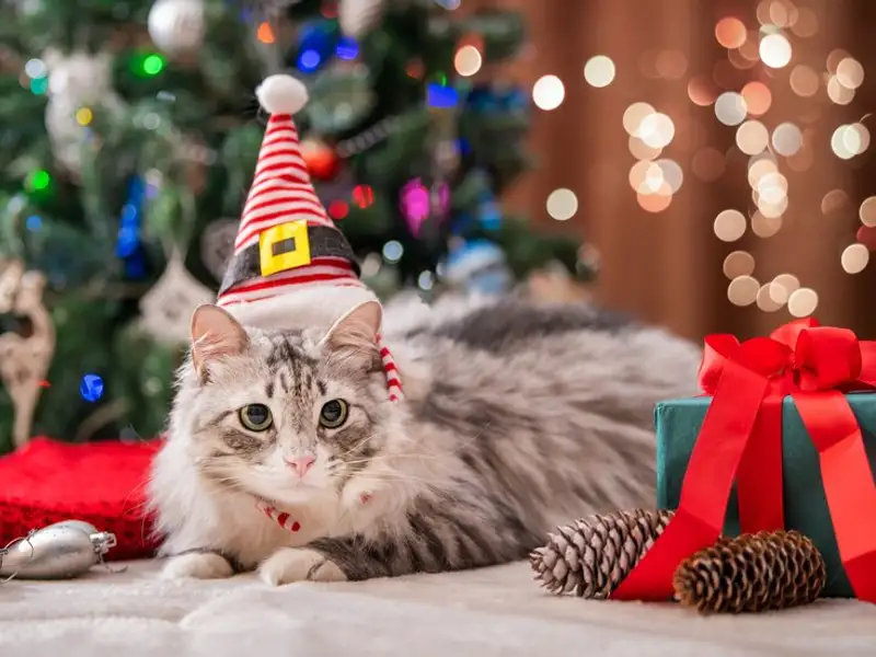 Cum îți amenajezi casa de sărbători dacă ai o pisică