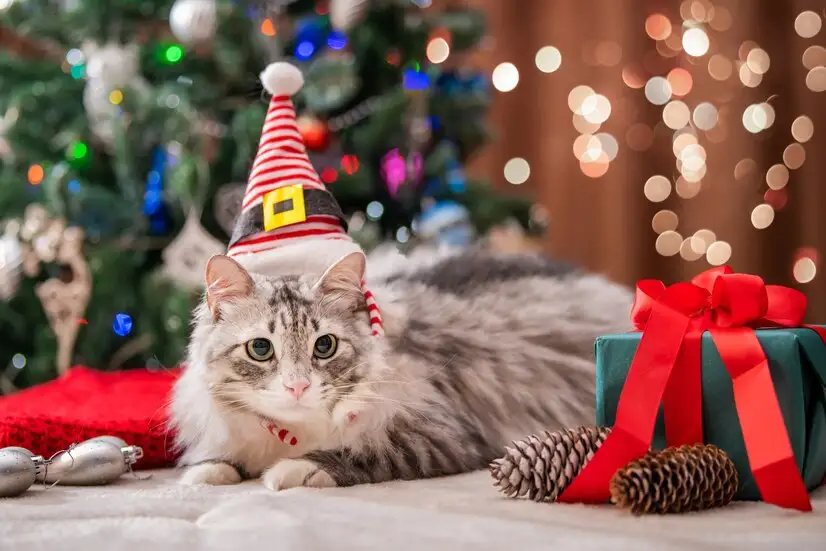 How to Decorate Your Home for the Holidays If You Have a Cat
