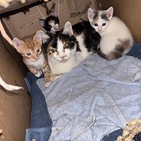 Adopții pisici!