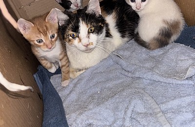 Adopții pisici!