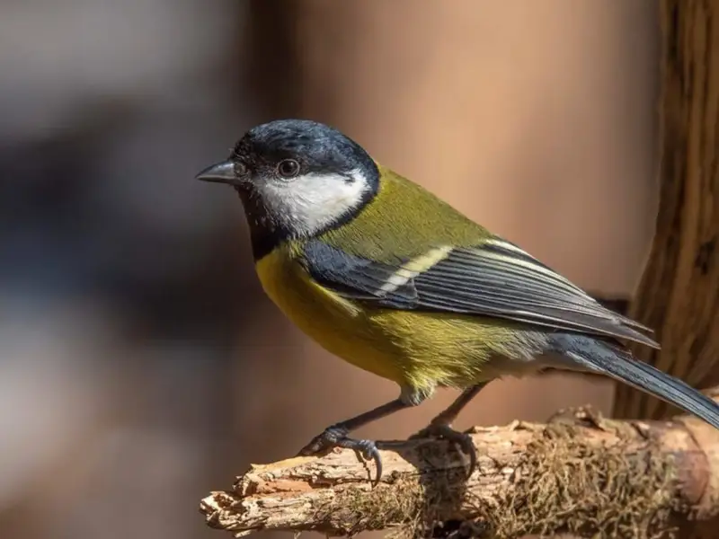 Micul acrobat. Cum să atragi Pițigoiul Mare în grădina ta tot anul