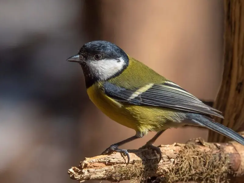 Micul acrobat. Cum să atragi Pițigoiul Mare în grădina ta tot anul