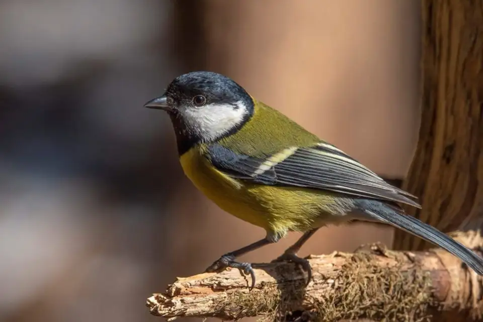 The Little Acrobat: How to Attract the Great Tit to Your Garden All Year Round