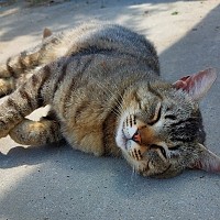 URGENT: Bruno își pierde teritoriul! Povestea motanului de curte rămas fără casă și alte 6 suflete care așteaptă o minune în București