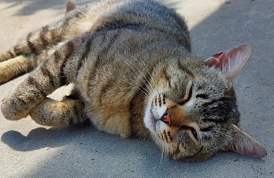 URGENT: Bruno își pierde teritoriul! Povestea motanului de curte rămas fără casă și alte 6 suflete care așteaptă o minune în București