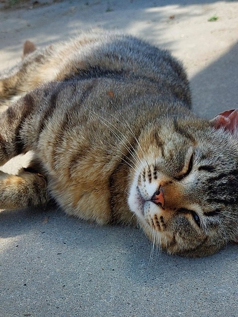 URGENT: Bruno își pierde teritoriul! Povestea motanului de curte rămas fără casă și alte 6 suflete care așteaptă o minune în București