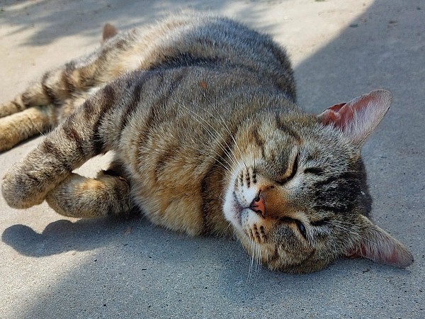 URGENT: Bruno își pierde teritoriul! Povestea motanului de curte rămas fără casă și alte 6 suflete care așteaptă o minune în București