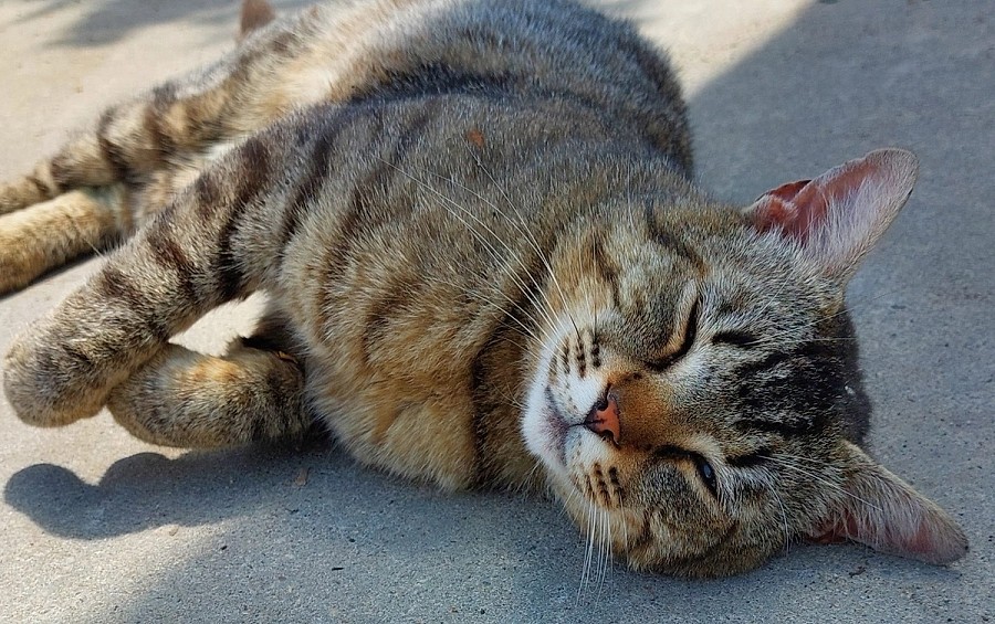 URGENT: Bruno își pierde teritoriul! Povestea motanului de curte rămas fără casă și alte 6 suflete care așteaptă o minune în București