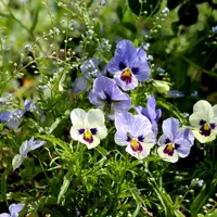 Cele mai rezistente flori de grădină. Cum le alegi