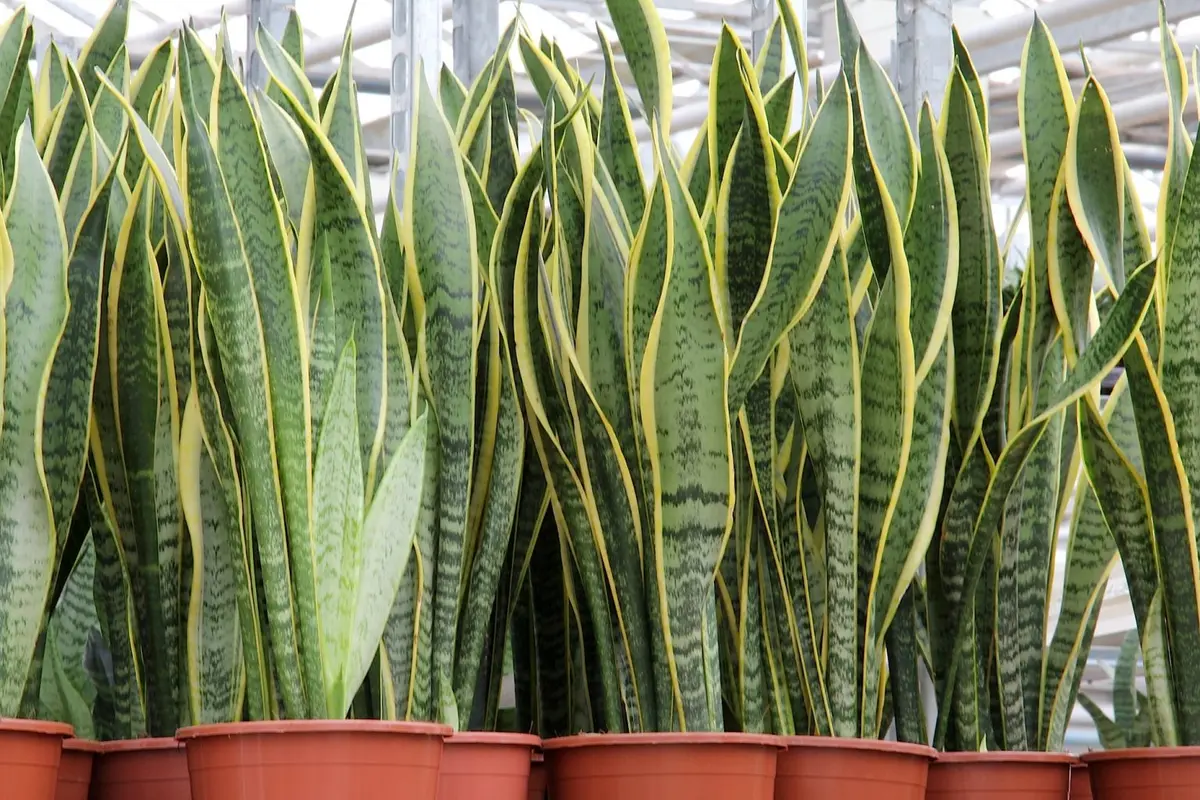 Cum se creste Limba Soacrei (Sansevieria)?