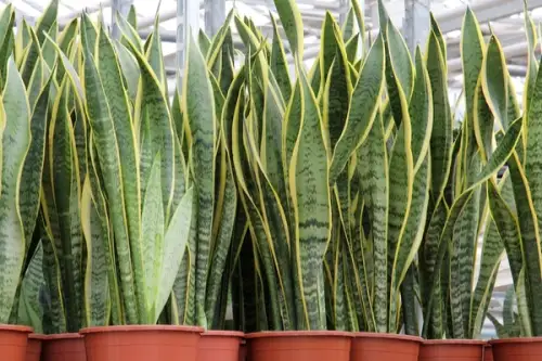 Cum se creste Limba Soacrei (Sansevieria)?