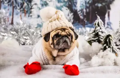 10 Tips for Protecting Pets During Winter