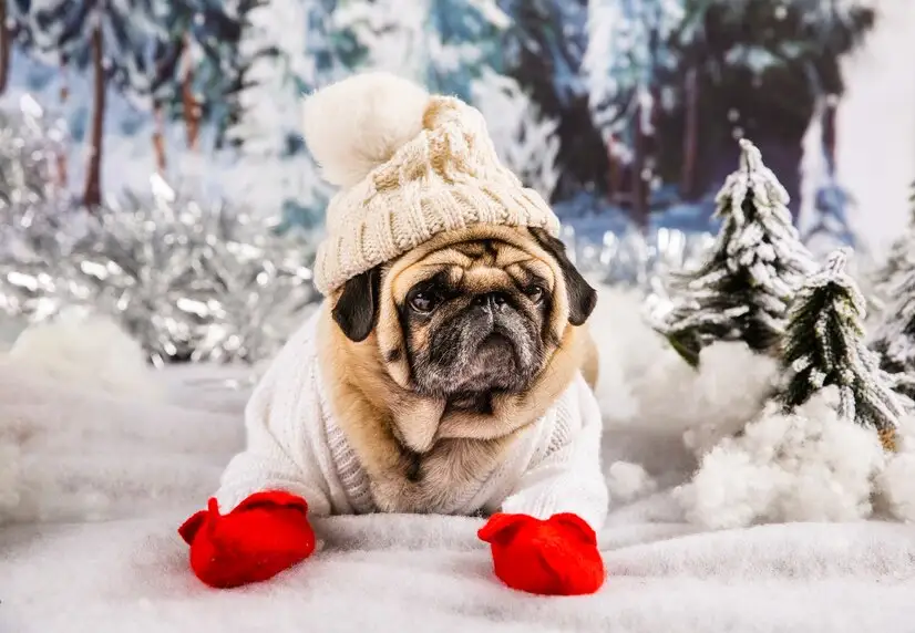 10 Tips for Protecting Pets During Winter