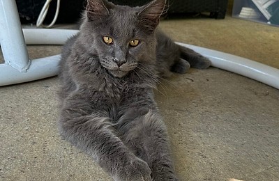 Maine Coon – Gigantul blând al lumii pisicilor. Un prieten loial, impunător și adorabil, cu origini fascinante