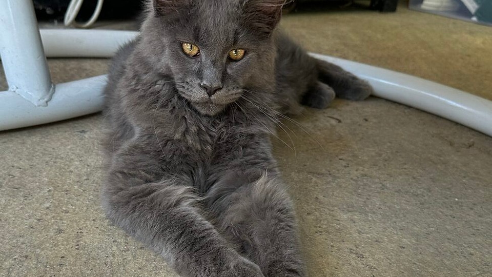 Maine Coon – Gigantul blând al lumii pisicilor. Un prieten loial, impunător și adorabil, cu origini fascinante