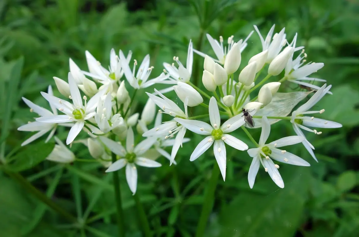 Leurda gustul primaverii in farfuriile noastre