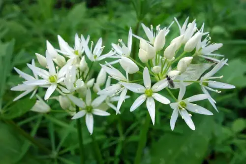 Leurda gustul primaverii in farfuriile noastre