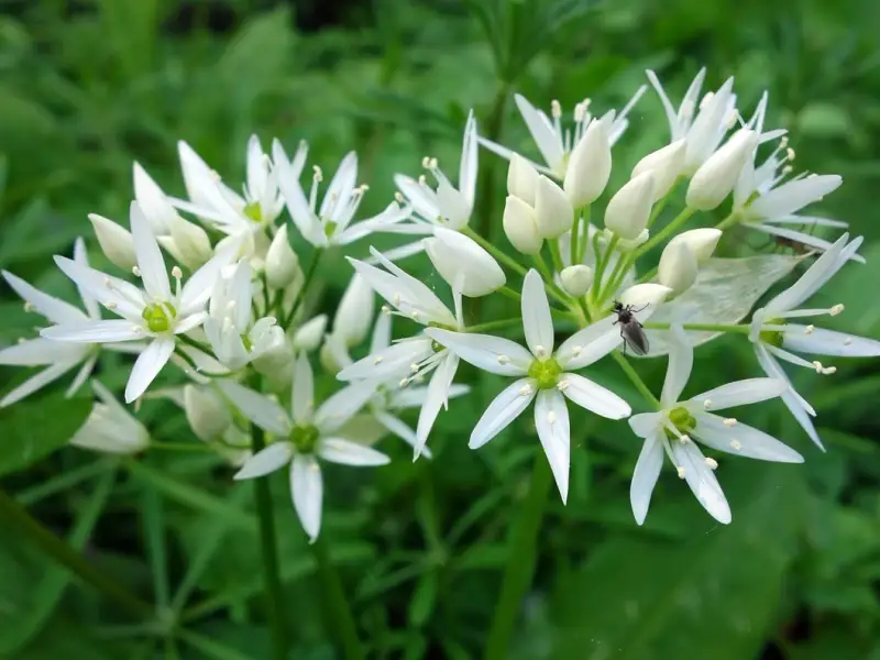 Leurda gustul primaverii in farfuriile noastre