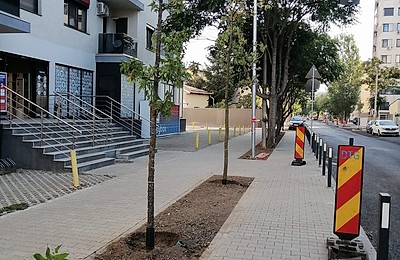 300 de arbori de Gumă plantați în Grozăvești Frunziș spectaculos toamna