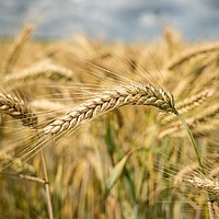 Agricultura viitorului: Cum maximizezi profitul fermei tale cu ajutorul tehnologiilor moderne
