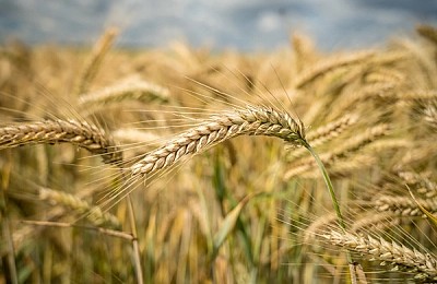 Agricultura viitorului: Cum maximizezi profitul fermei tale cu ajutorul tehnologiilor moderne