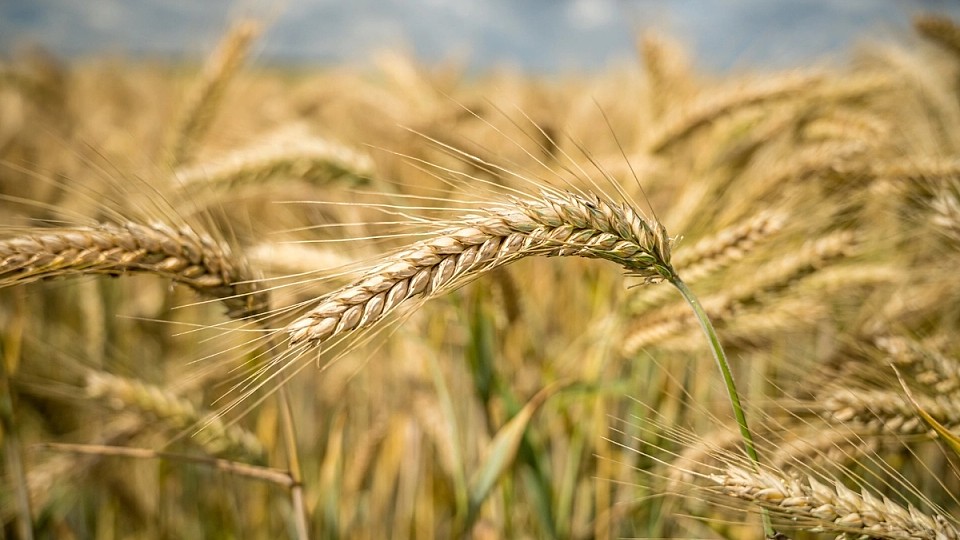Agricultura viitorului: Cum maximizezi profitul fermei tale cu ajutorul tehnologiilor moderne