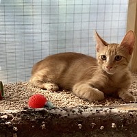 Adopții pisici!