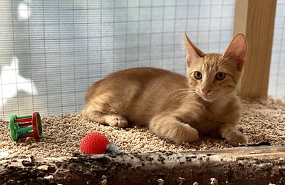 Adopții pisici!