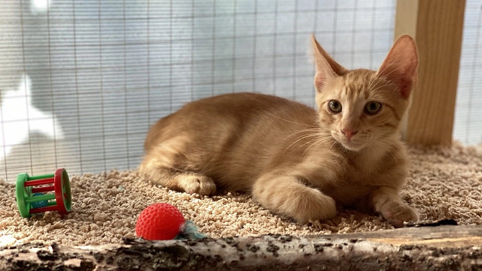 Adopții pisici!