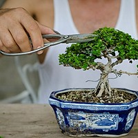 Bonsai în apartament: artă vie în miniatură. Îngrijirea corectă transformă spațiul tău într-un colț de natură și liniște
