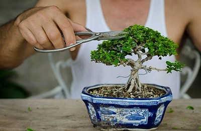 Bonsai în apartament: artă vie în miniatură. Îngrijirea corectă transformă spațiul tău într-un colț de natură și liniște