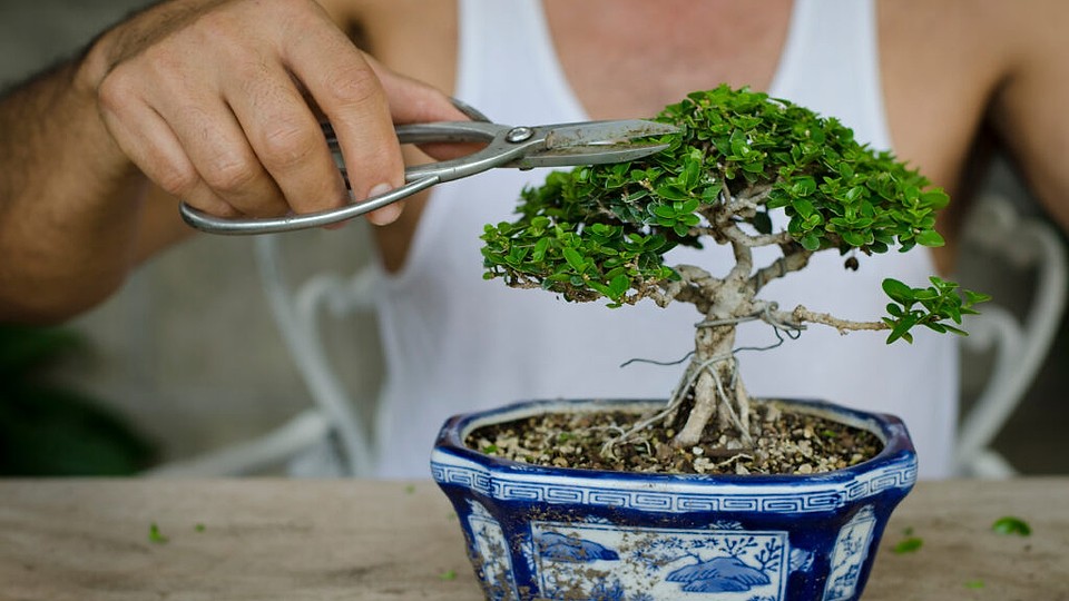 Bonsai în apartament: artă vie în miniatură. Îngrijirea corectă transformă spațiul tău într-un colț de natură și liniște