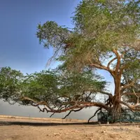 Cei mai fascinanti copaci din lume