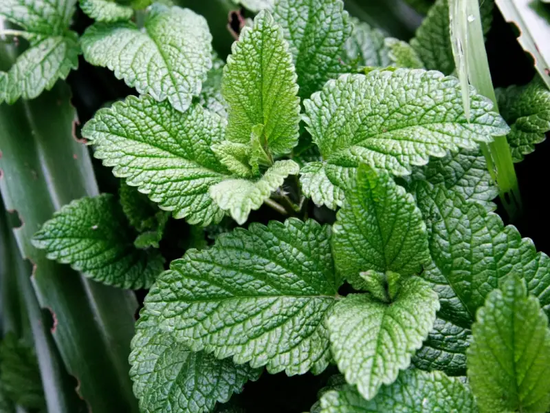 Totul despre menta o planta benefica in orice casa