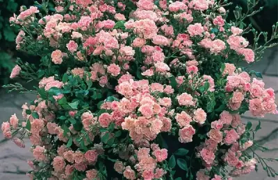 Trandafirii Pitici: Ghid Complet de Plantare și Îngrijire în Ghiveci și Grădină