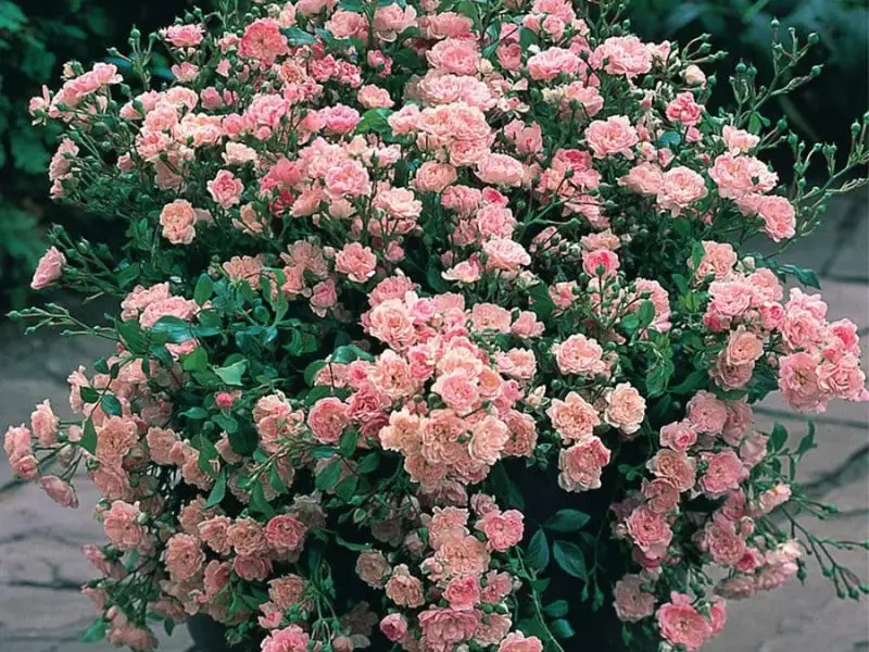 Trandafirii Pitici: Ghid Complet de Plantare și Îngrijire în Ghiveci și Grădină