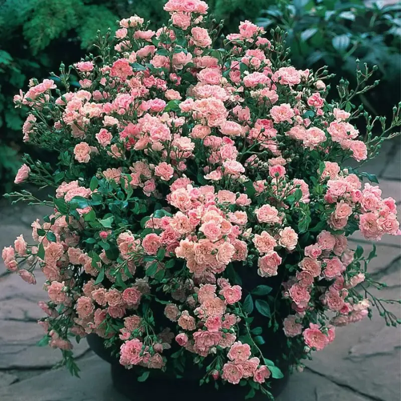 Miniature Roses: A Complete Guide to Planting and Care in Pots and Garden