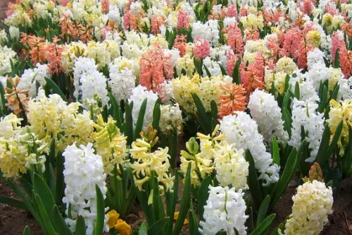 Cum se planteaza zambilele?