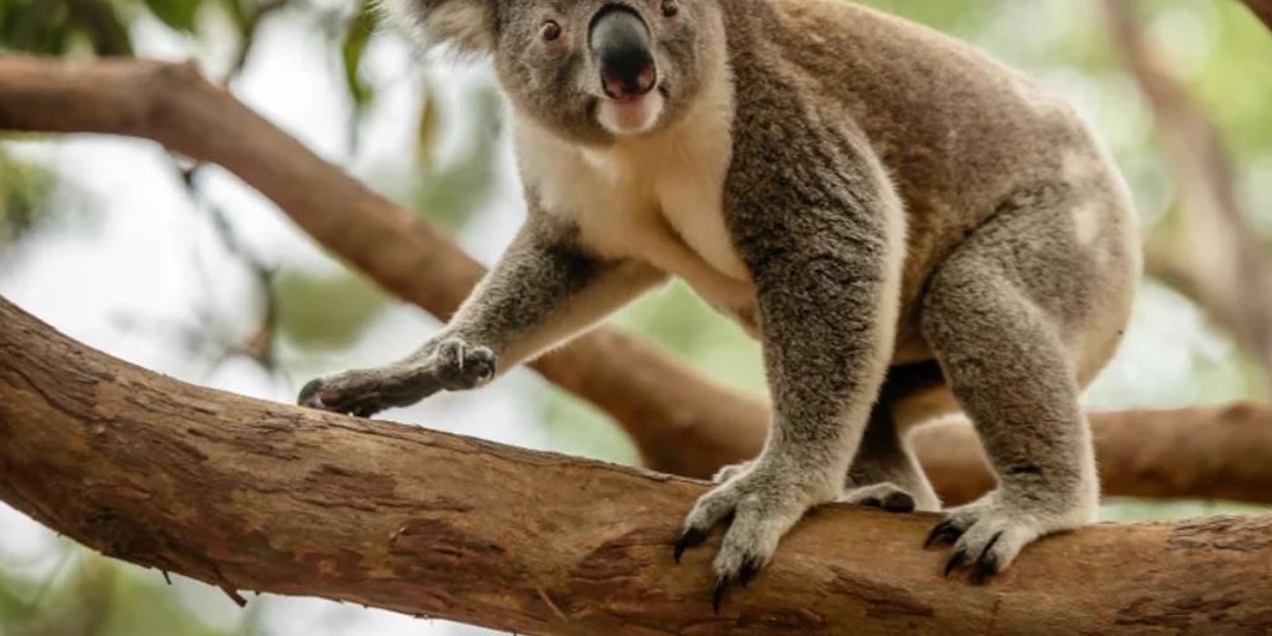 Australia va cheltui o sumă record pentru protejarea urșilor koala