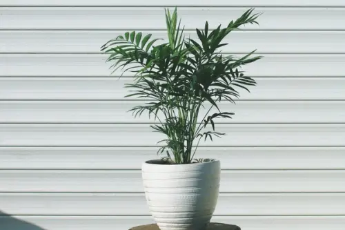 Cum se planteaza si cum se creste un palmier de tip bambus?