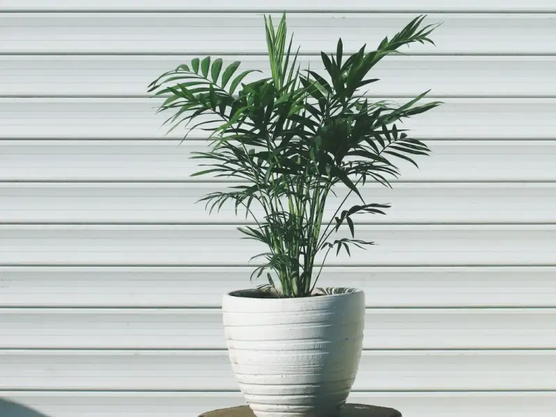 Cum se planteaza si cum se creste un palmier de tip bambus?