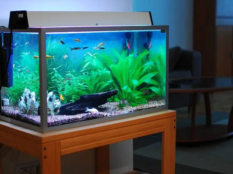 Cum ne alegem corect primul acvariu