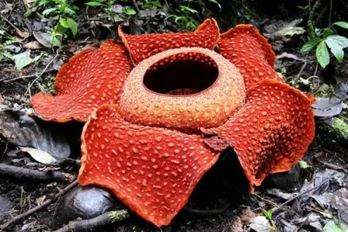Imagini INCREDIBILE cu Rafflesia arnoldii – Cea mai mare floare din lume!