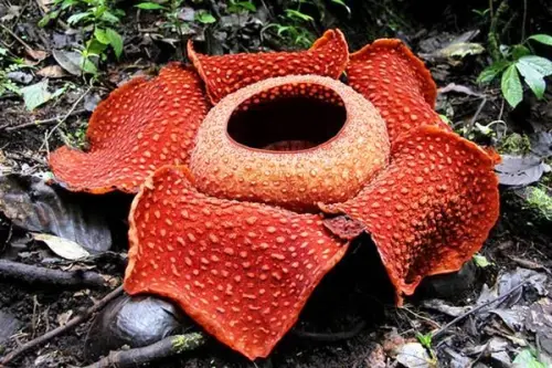 Imagini INCREDIBILE cu Rafflesia arnoldii – Cea mai mare floare din lume!