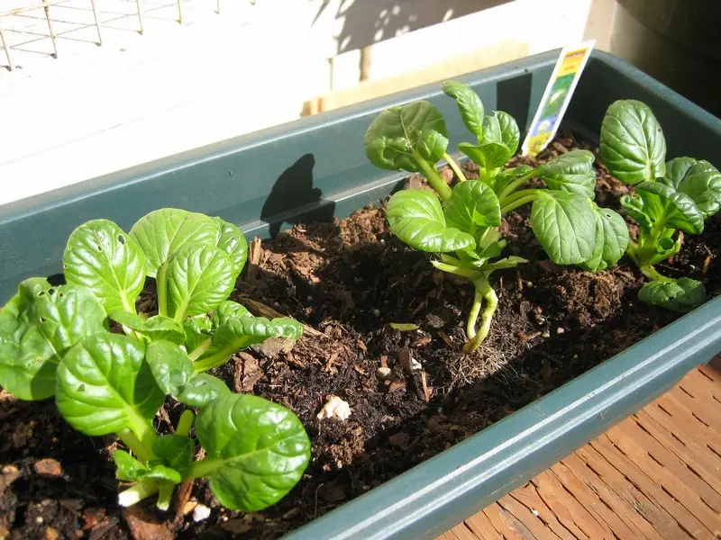 Cum ingrijim plantele de pe pervazul ferestrei