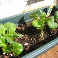 Cum ingrijim plantele de pe pervazul ferestrei