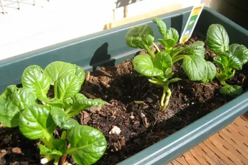 Cum ingrijim plantele de pe pervazul ferestrei