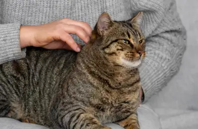 Signs Your Cat Is Happy and Feels Safe at Home