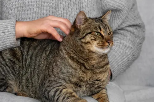 Semne că pisica ta este fericită și se simte în siguranță în casă