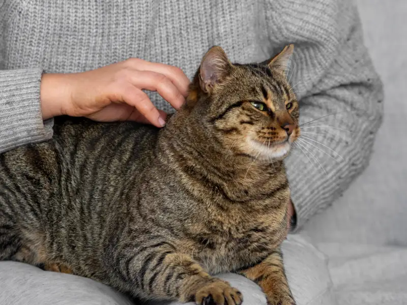 Semne că pisica ta este fericită și se simte în siguranță în casă